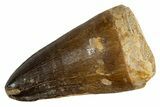Fossil Mosasaur (Prognathodon currii) Tooth - Rare Type #345120-1